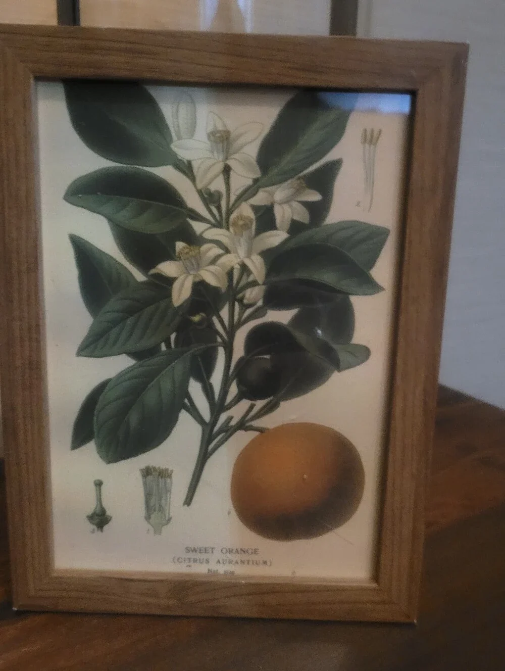 Botanical Sweet Orange Wall Art Print in Green and Cream - Unbranded